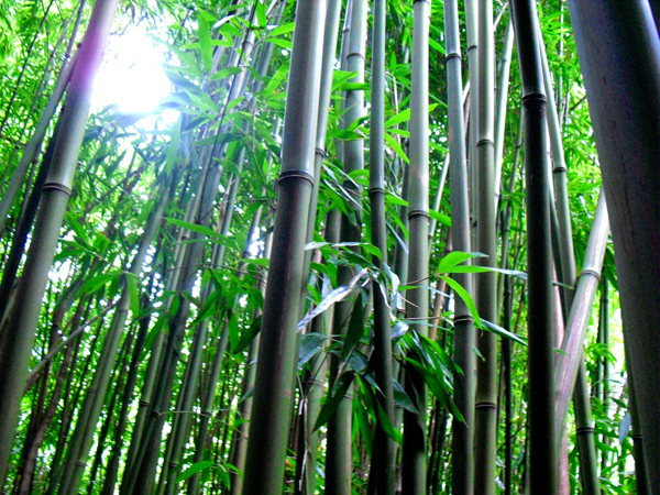 SCENERY Bamboo`BM 16